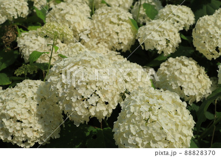 紫陽花 紫陽花 88828370