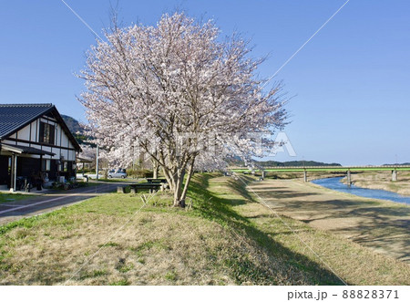 整備の済んだ春の月山富田城下 88828371