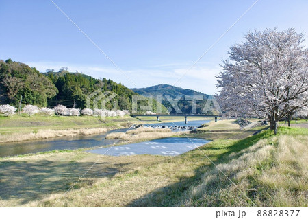 整備の済んだ春の月山富田城下 整備の済んだ春の月山富田城下 88828377