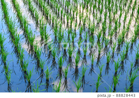 田んぼ風景「南阿蘇村の田植え・田んぼ・米作り」南阿蘇牟r 88828443