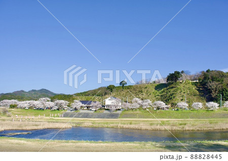 整備の済んだ春の月山富田城下を流れる飯梨川 88828445