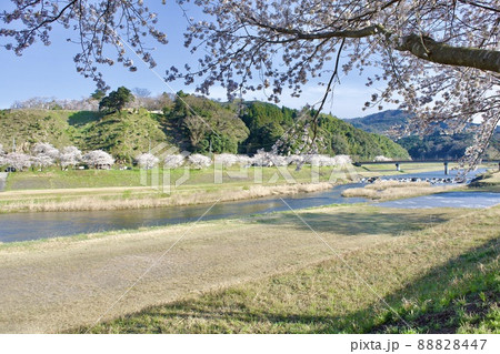 整備の済んだ春の月山富田城下を流れる飯梨川 88828447