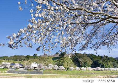 整備の済んだ春の月山富田城下を流れる飯梨川 88828450