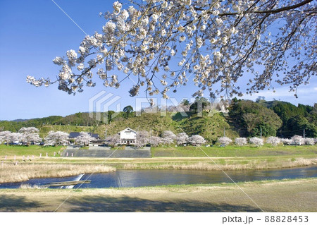 整備の済んだ春の月山富田城下を流れる飯梨川 88828453