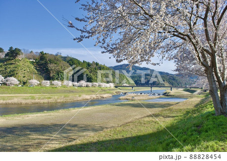 整備の済んだ春の月山富田城下を流れる飯梨川 整備の済んだ春の月山富田城下を流れる飯梨川 88828454