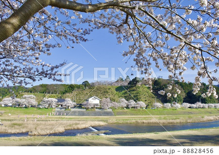 整備の済んだ春の月山富田城下を流れる飯梨川 88828456