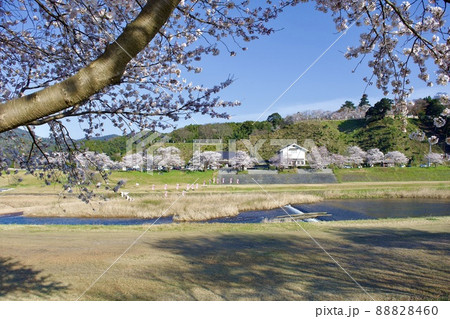 整備の済んだ春の月山富田城下を流れる飯梨川 88828460