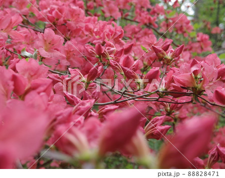 ヤマツツジ 88828471