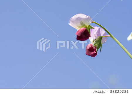 えんどう豆の花と青空 えんどう豆の花と青空 88829281