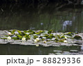 6月の北海道大沼公園　スイレン 88829336