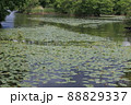 6月の北海道大沼公園　コウホネ 88829337