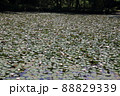 6月の北海道大沼公園　スイレン 88829339