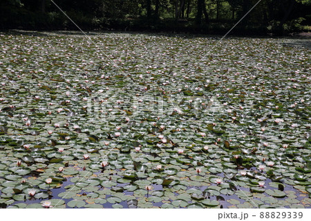 6月の北海道大沼公園 スイレン 6月の北海道大沼公園 スイレン 88829339