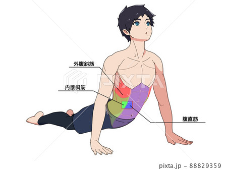 腹筋のストレッチをする男性と筋肉 色分け 各部位の日本語名称 のイラスト素材 59