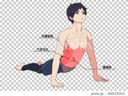 腹筋のストレッチをする男性と筋肉(各部位の日本語名称) 腹筋のストレッチをする男性と筋肉(各部位の日本語名称) 88829361