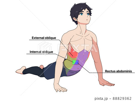 腹筋のストレッチをする男性と筋肉（色分け、各部位の英語名称） 88829362