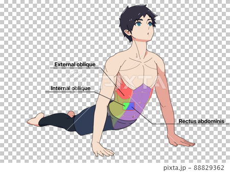 腹筋のストレッチをする男性と筋肉（色分け、各部位の英語名称） 88829362