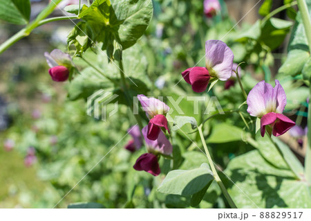 えんどう豆の花 88829517