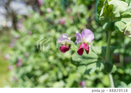 えんどう豆の花 88829518