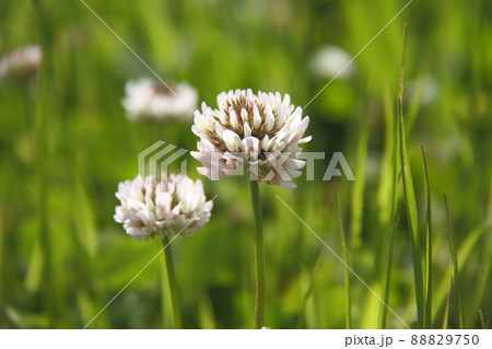 シロツメクサ 88829750