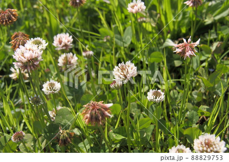 シロツメクサ シロツメクサ 88829753