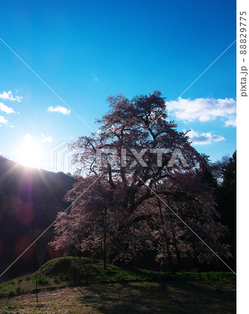 一本桜 - 朝日に輝く秋山の駒桜（2020年） 88829775
