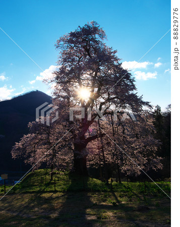 一本桜 - 朝日に輝く秋山の駒桜（2020年） 88829776