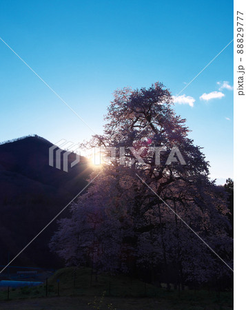 一本桜 - 朝日に輝く秋山の駒桜（2020年） 88829777
