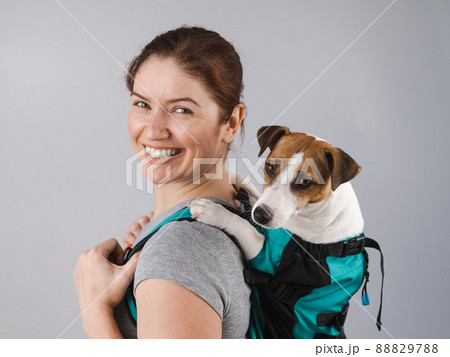 Caucasian woman carries jack russell terrier dog in her backpack.  88829788