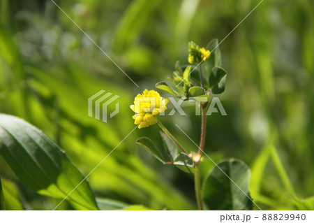 コメツブツメクサ コメツブツメクサ 88829940