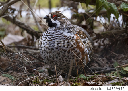 エゾライチョウ 蝦夷雷鳥 北海道 苫小牧研究林 エゾライチョウ 蝦夷雷鳥 北海道 苫小牧研究林 88829952