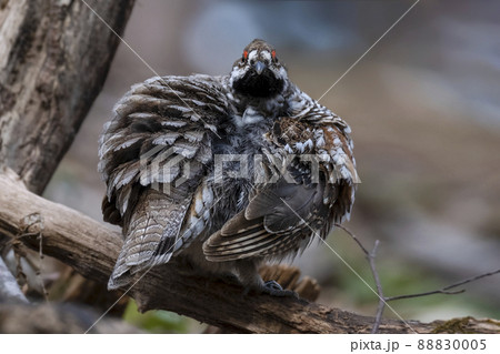 エゾライチョウ　蝦夷雷鳥　北海道　苫小牧研究林 88830005