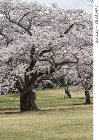 桜の木がある風景 88830447