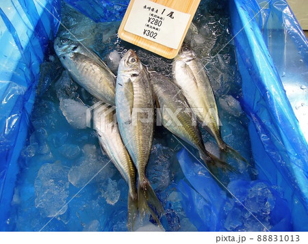 鮮魚市場のアジ 鮮魚市場のアジ 88831013