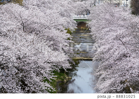 満開の桜並木【町田市恩田川】河川と橋 88831025