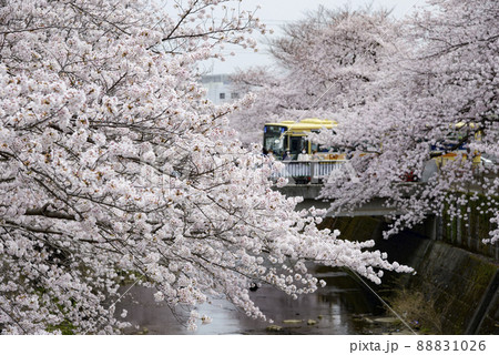 満開の桜並木【町田市恩田川】河川と橋 満開の桜並木【町田市恩田川】河川と橋 88831026
