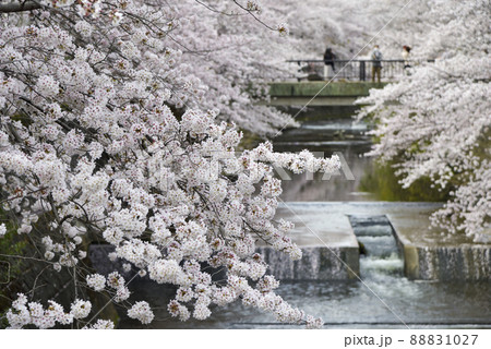 満開の桜並木【町田市恩田川】河川と橋 88831027