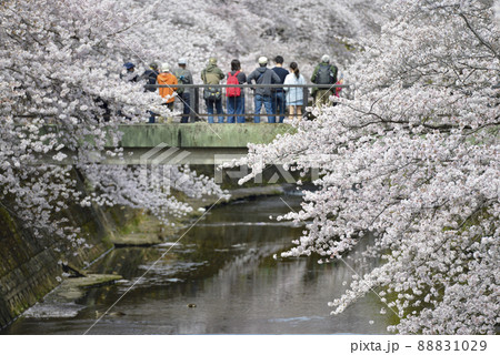 満開の桜並木【町田市恩田川】河川と橋 88831029