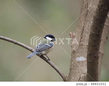 木に止まるシジュウカラ 木に止まるシジュウカラ 88831031