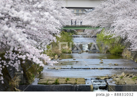 満開の桜並木【町田市恩田川】河川と橋 88831032