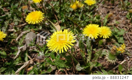 春の野原に咲く黄色いタンポポの花の写真素材 [88831247] - PIXTA
