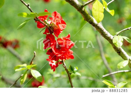 鮮やかな赤色のボケの花言葉は、妖精の輝き。 鮮やかな赤色のボケの花言葉は、妖精の輝き。 88831285