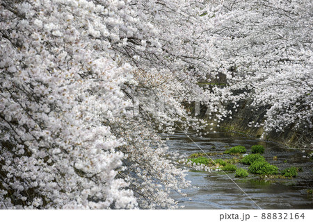 満開の桜並木【町田市恩田川】河川沿いの桜 満開の桜並木【町田市恩田川】河川沿いの桜 88832164