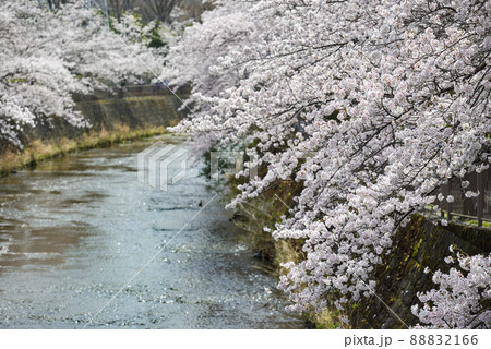 満開の桜並木【町田市恩田川】河川沿いの桜 満開の桜並木【町田市恩田川】河川沿いの桜 88832166
