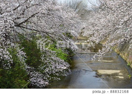満開の桜並木【町田市恩田川】河川沿いの桜 満開の桜並木【町田市恩田川】河川沿いの桜 88832168