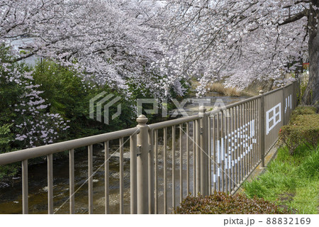 満開の桜並木【町田市恩田川】河川沿いの柵 満開の桜並木【町田市恩田川】河川沿いの柵 88832169