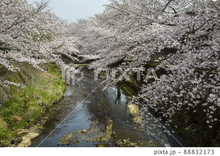 満開の桜並木【町田市恩田川】河川沿いの桜 88832173