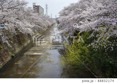 満開の桜並木【町田市恩田川】都営住宅付近 88832174