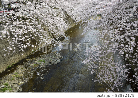 満開の桜並木【町田市恩田川】河川沿いの桜 満開の桜並木【町田市恩田川】河川沿いの桜 88832179