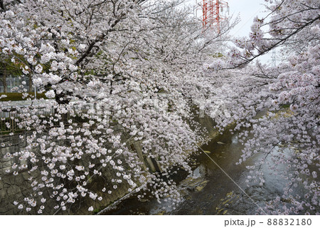 満開の桜並木【町田市恩田川】体育館付近 88832180
